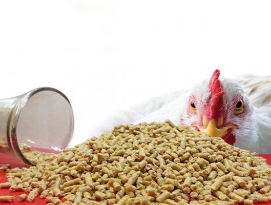 رشددان پلت دای 3