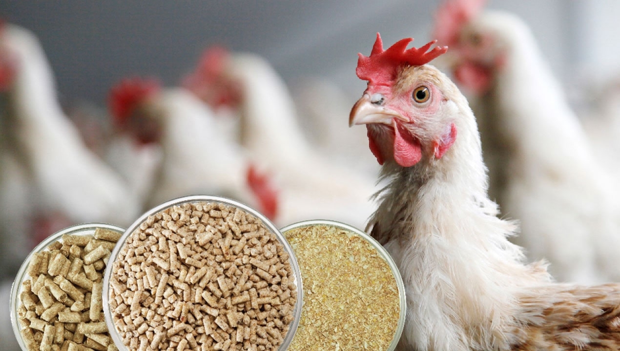 کنسانتره 2.5 درصد ویژه مرحله دوم