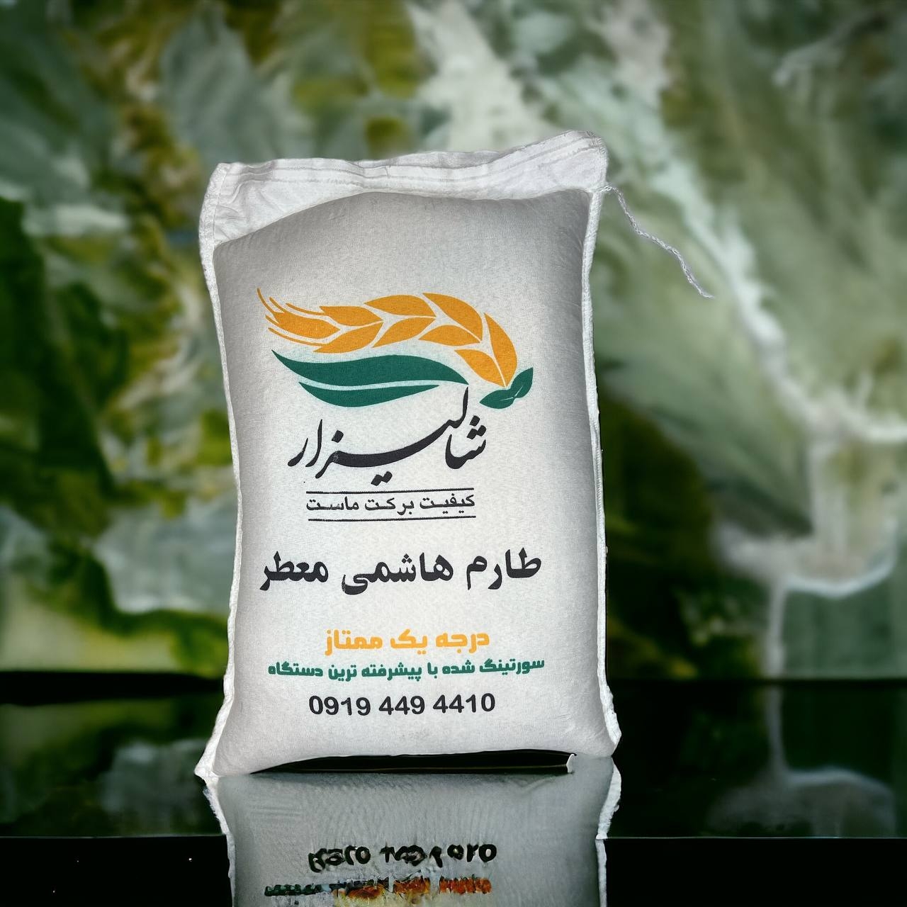 طارم هاشمی کشت اول فریدون کنار