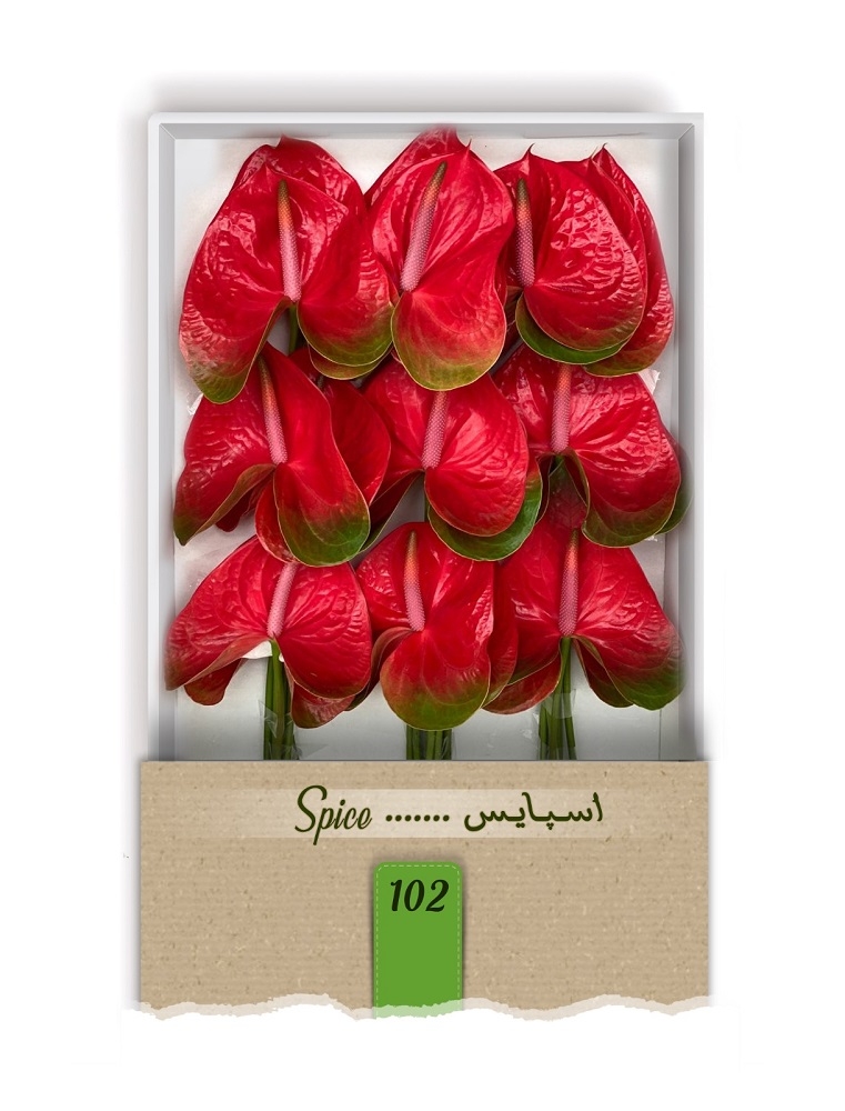 گل آنتوریوم واریته اسپایس