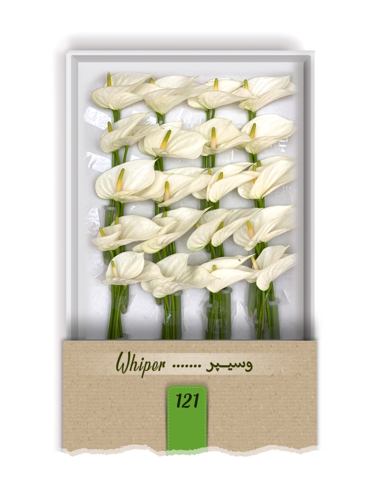 گل آنتوریوم واریته وسیپر