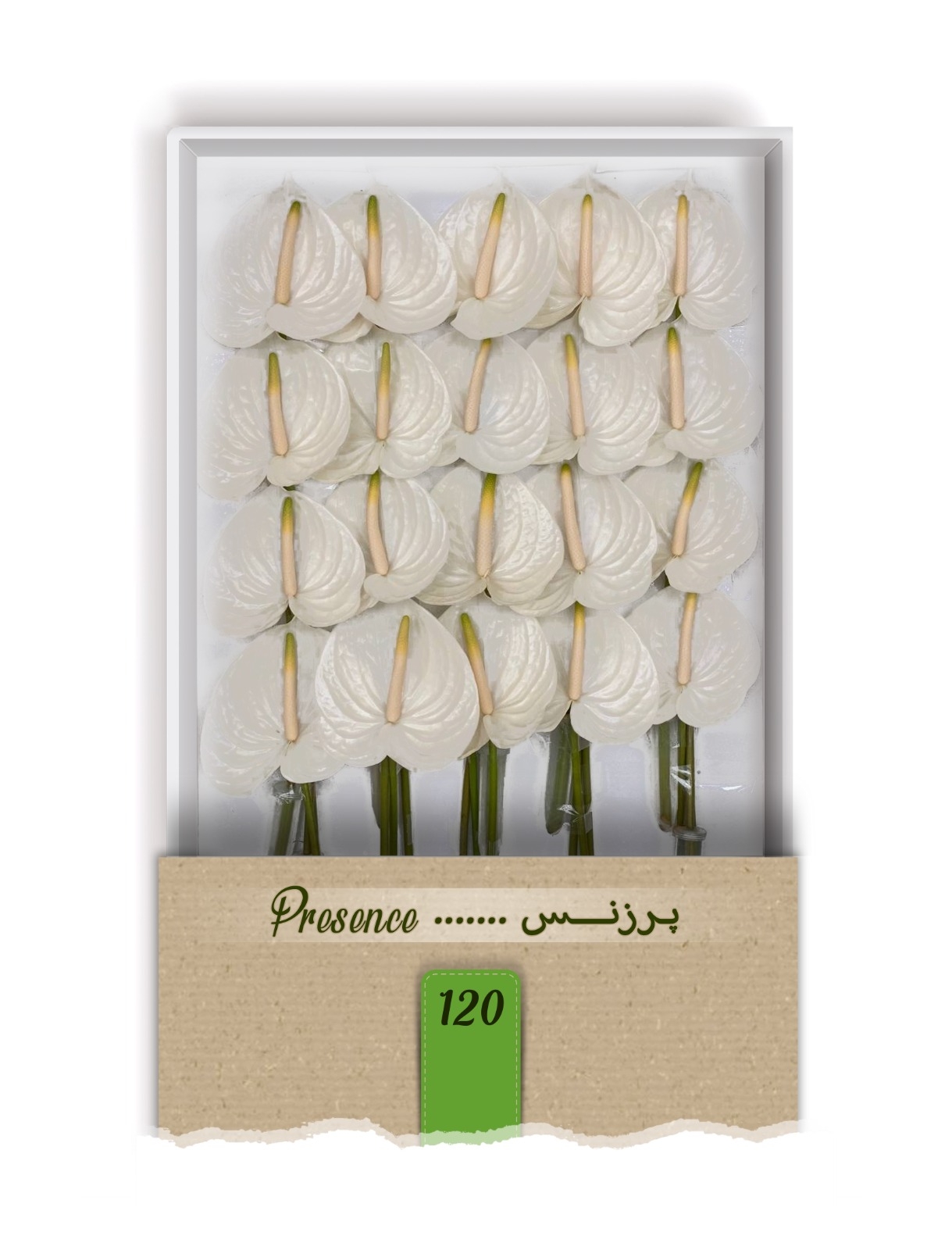 گل آنتوریوم واریته پرزنس