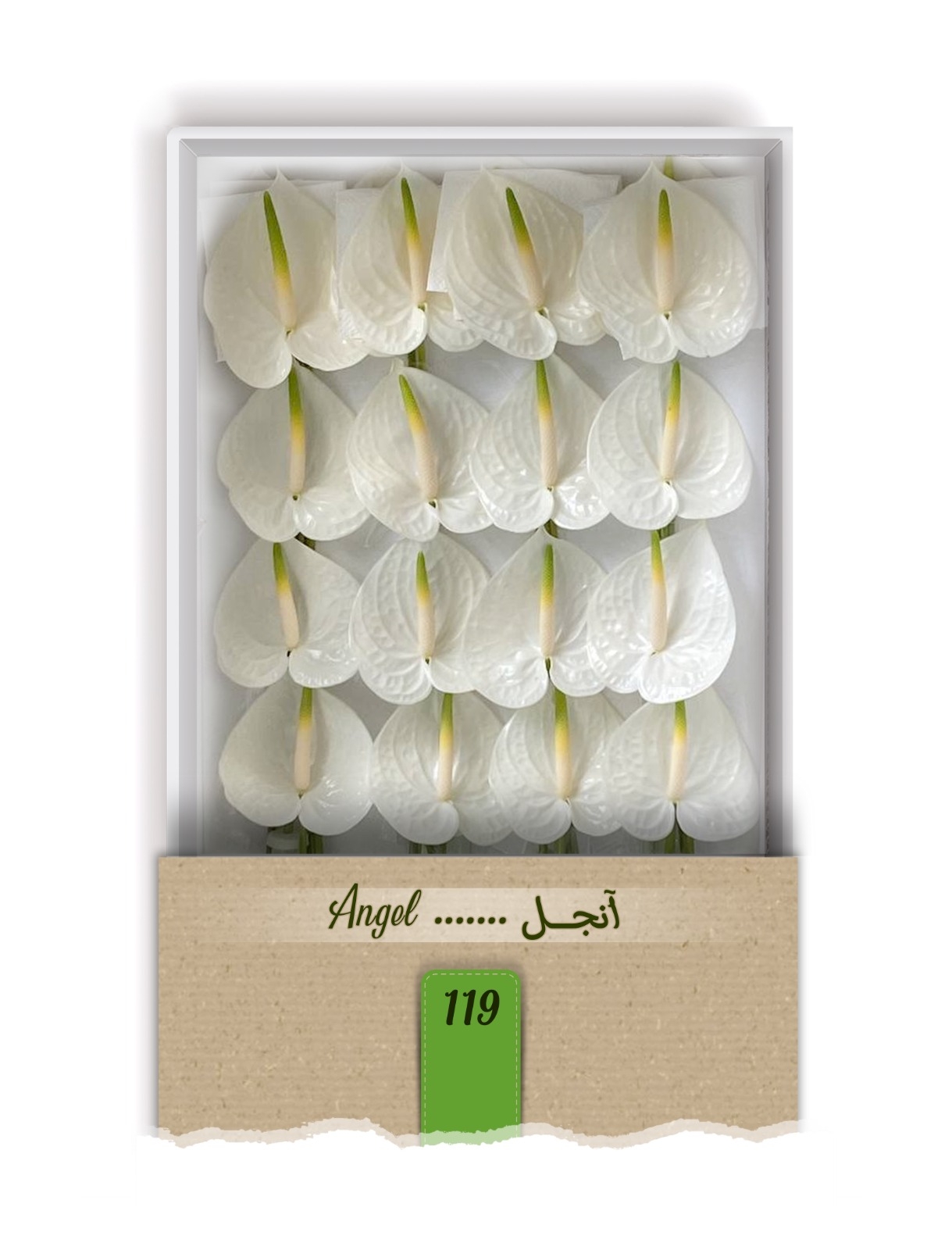 گل آنتوریوم واریته آنجل