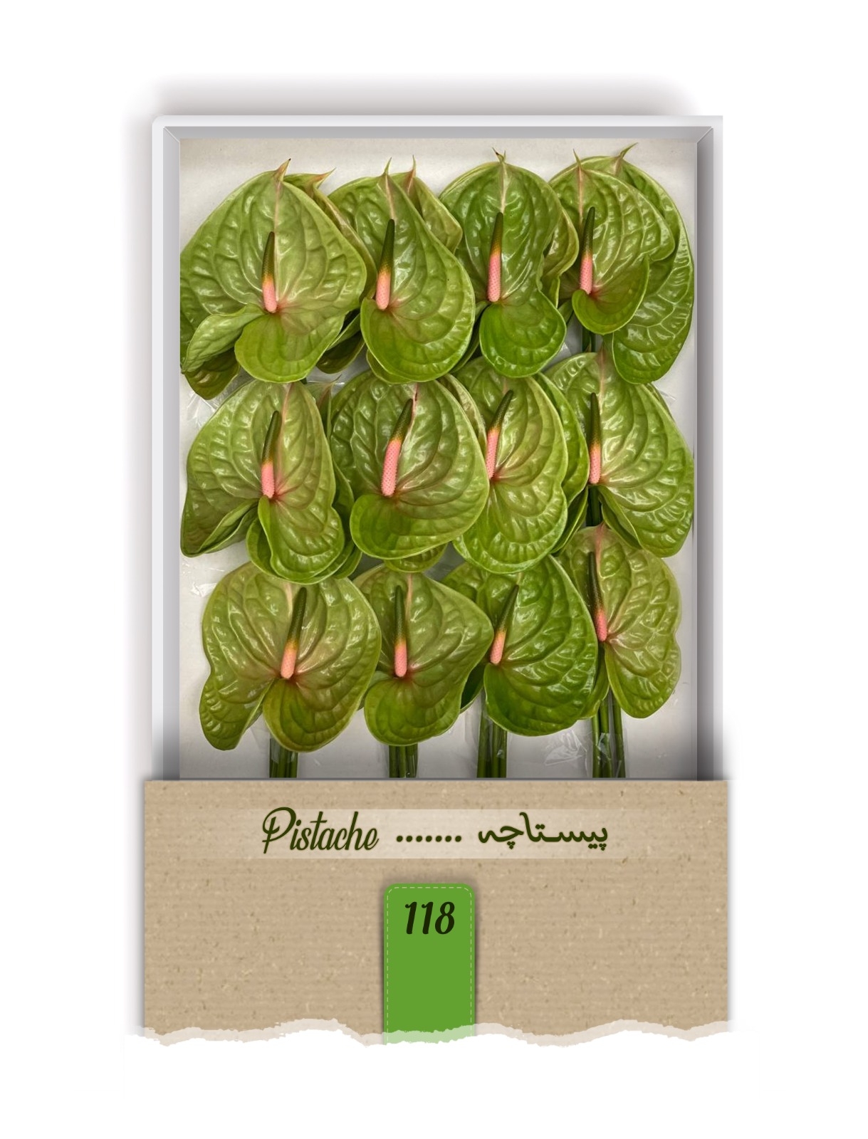 گل آنتوریوم واریته پیستاچه