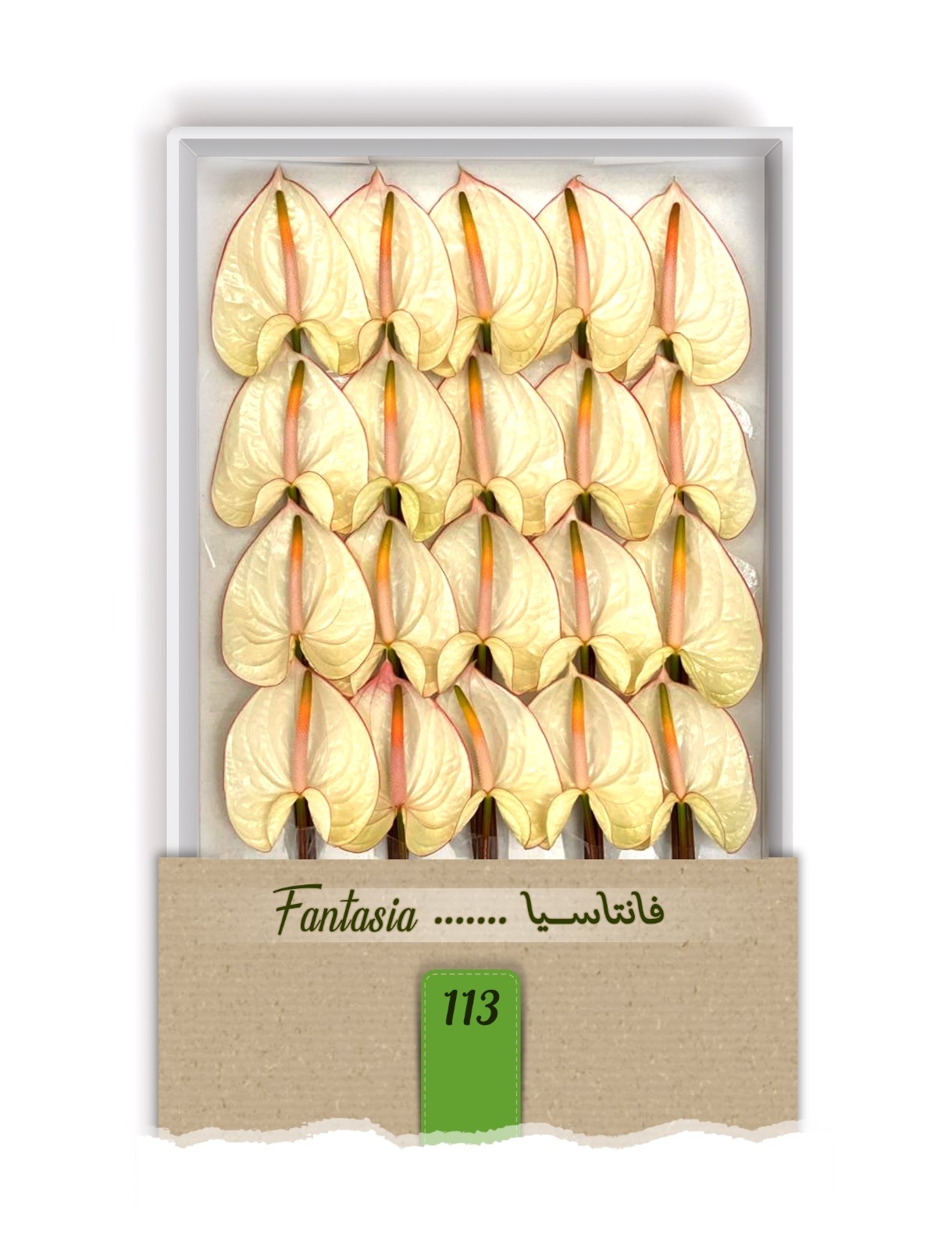 گل آنتوریوم واریته فانتاسیا