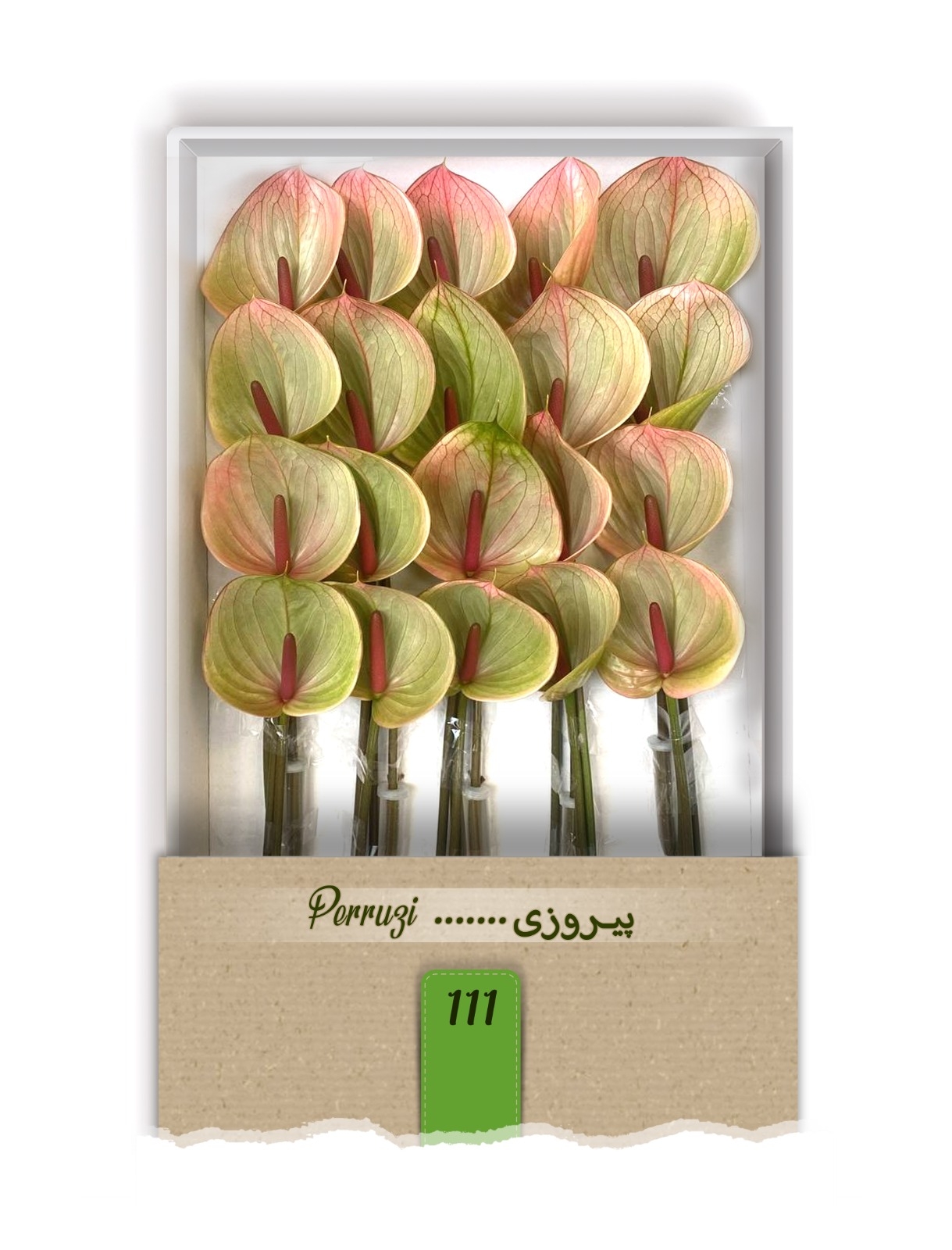 گل آنتوریوم واریته پیروزی