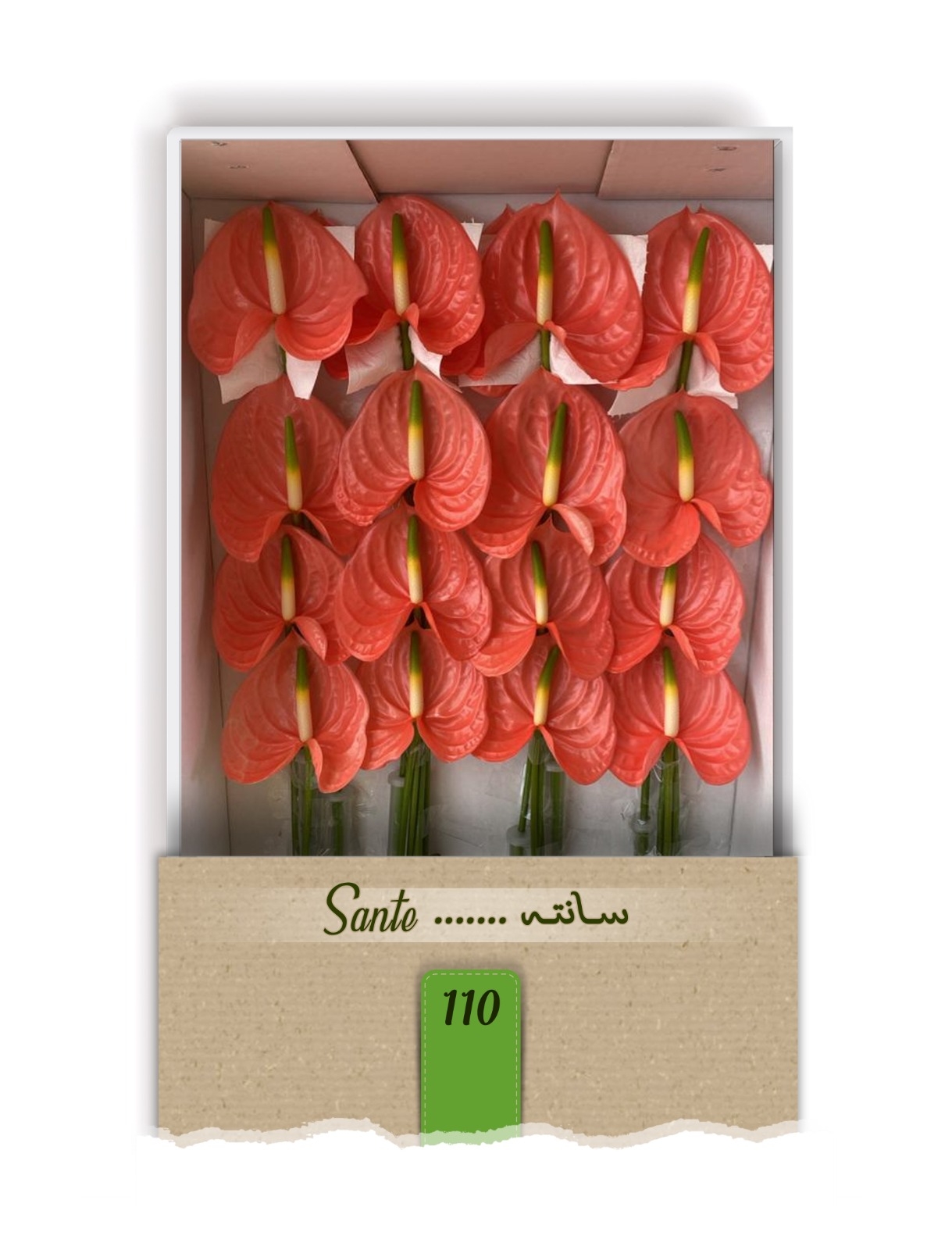 گل آنتوریوم واریته سانته