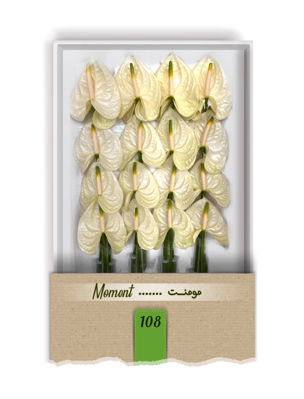 گل آنتوریوم واریته مومنت