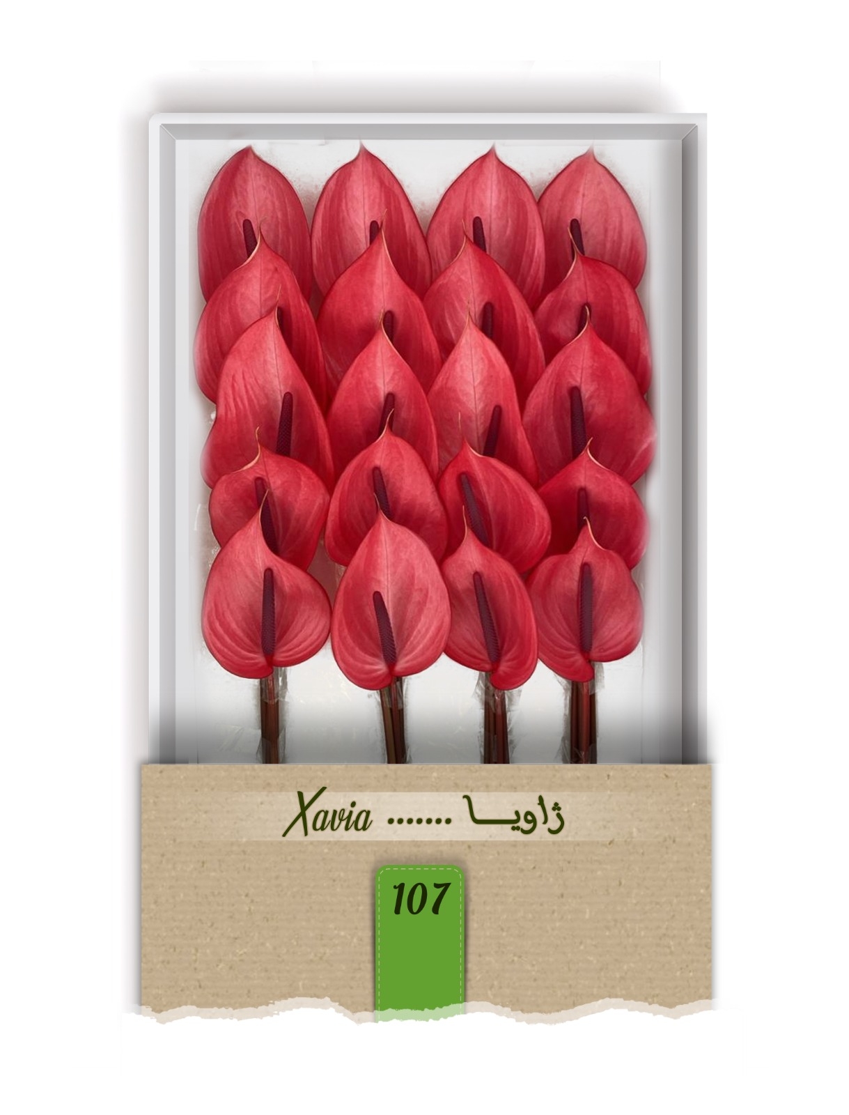 گل آنتوریوم واریته ژاویا