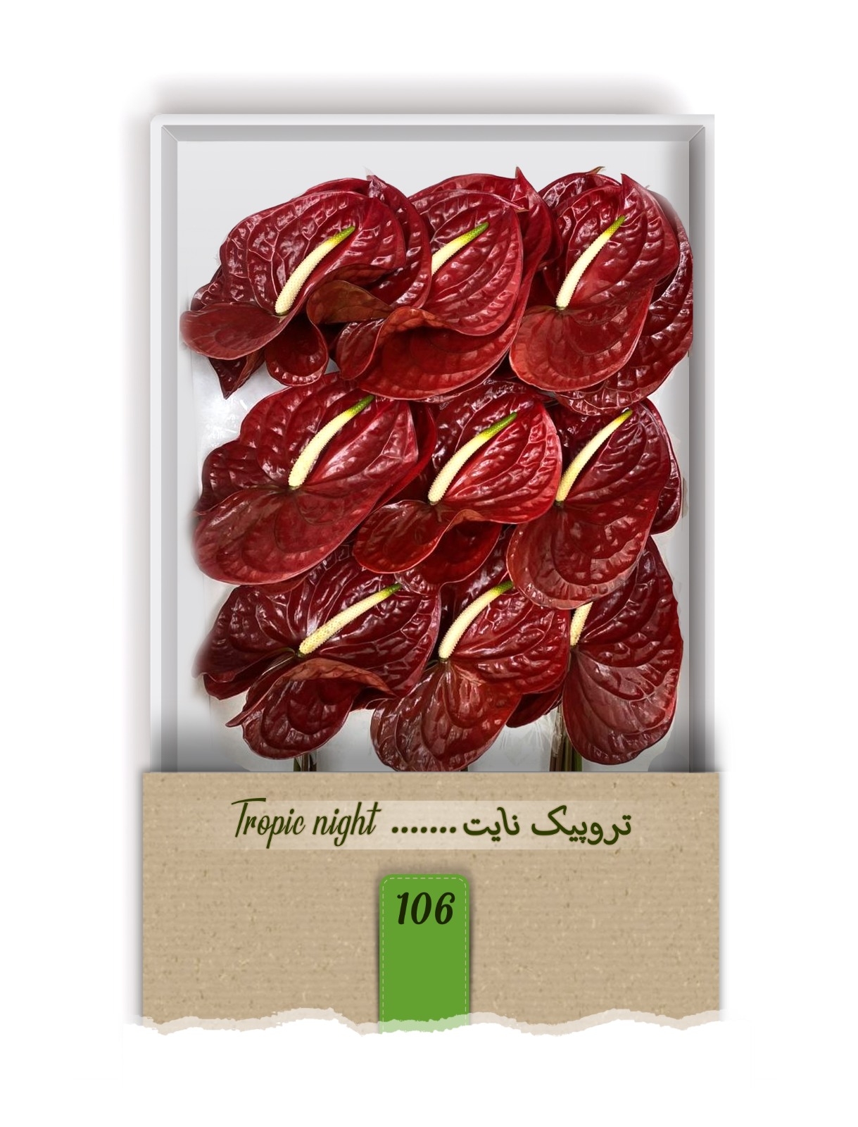 گل آنتوریوم واریته تروپیک نایت