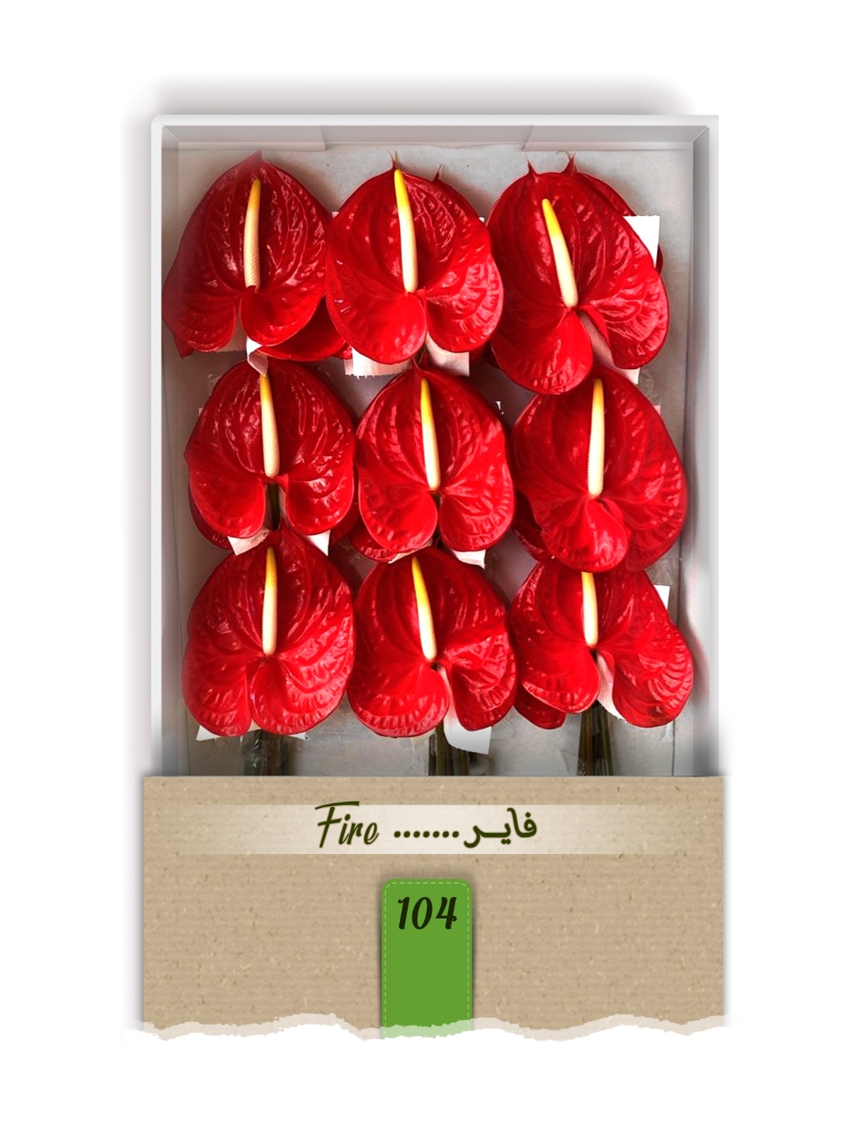 گل آنتوریوم واریته فایر