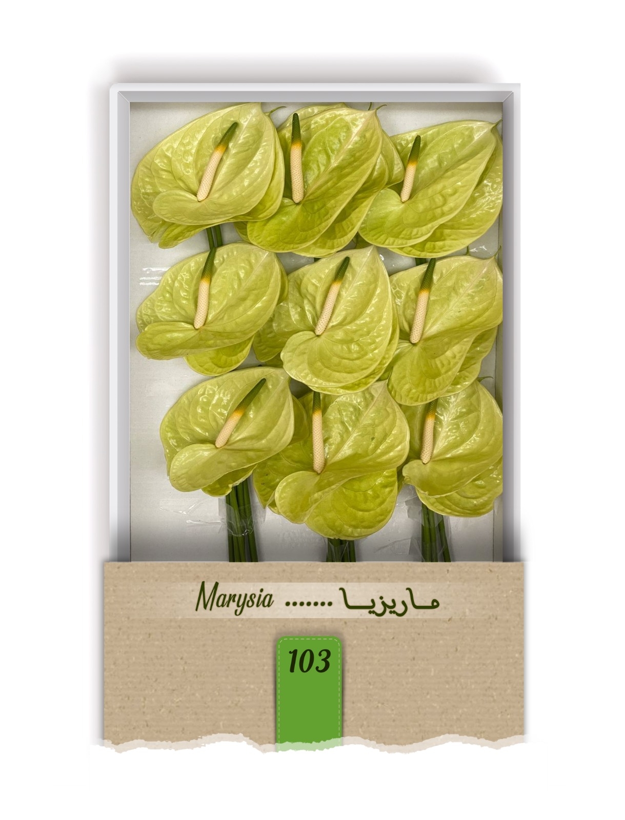 گل آنتوریوم واریته ماریزیا