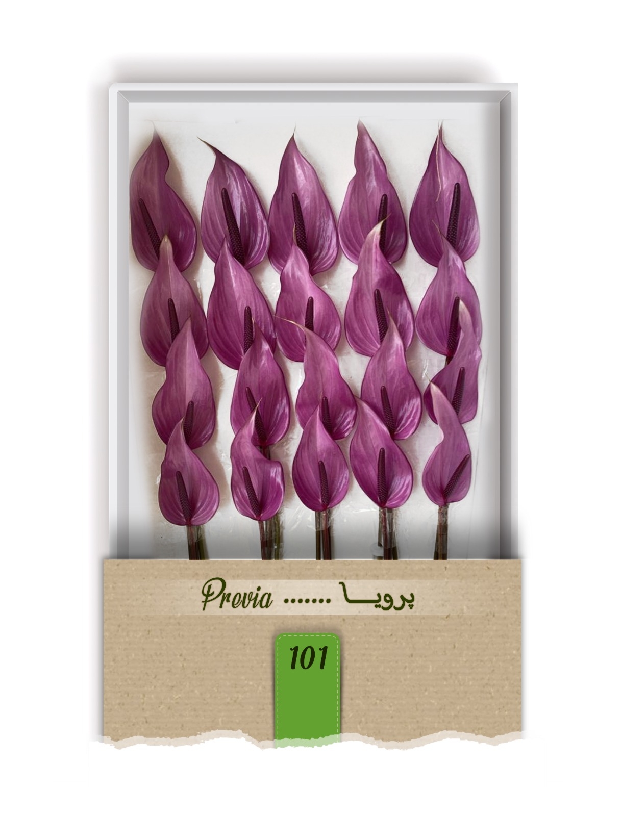 گل آنتوریوم واریته پرویا