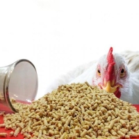 رشددان پلت دای 3