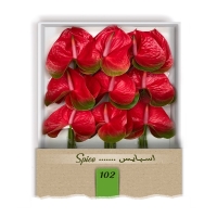 گل آنتوریوم واریته اسپایس