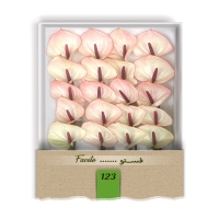 گل آنتوریوم واریته فستو