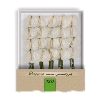 گل آنتوریوم واریته پرزنس