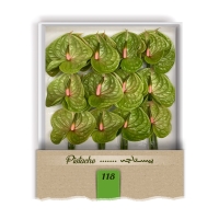 گل آنتوریوم واریته پیستاچه