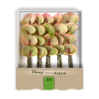 گل آنتوریوم واریته پیروزی