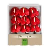 گل آنتوریوم واریته فایر