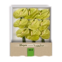 گل آنتوریوم واریته ماریزیا